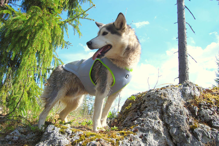 Summer Dog Cooling Vest in Neon Yellow M Size