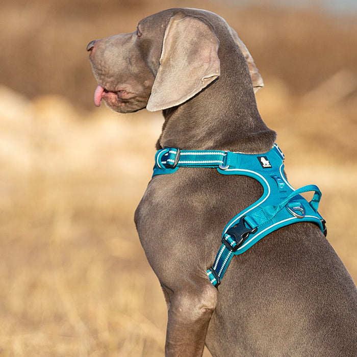 XLarge Pet Friendly No Pull Dog Harness Blue