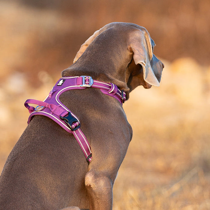 Small Pet Friendly No Pull Dog Harness Purple