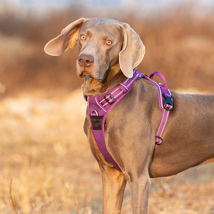 Small Pet Friendly No Pull Dog Harness Purple