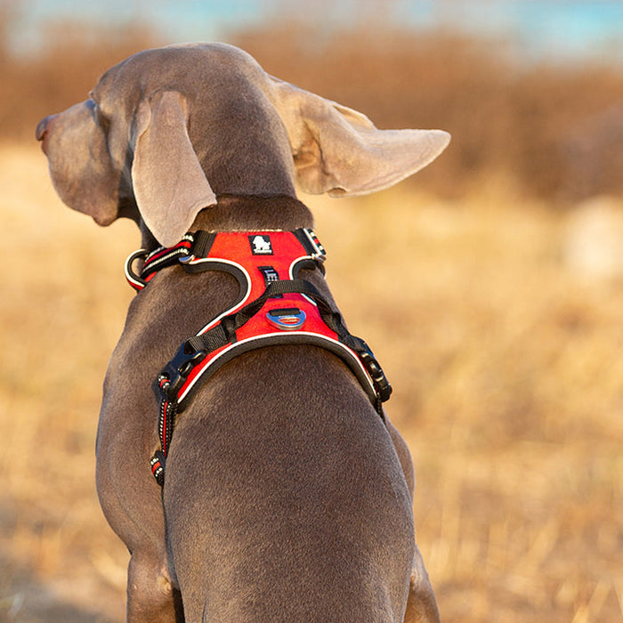 Medium Pet Friendly No Pull Dog Harness Red