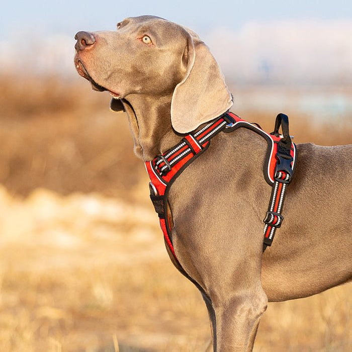 Medium Pet Friendly No Pull Dog Harness Red