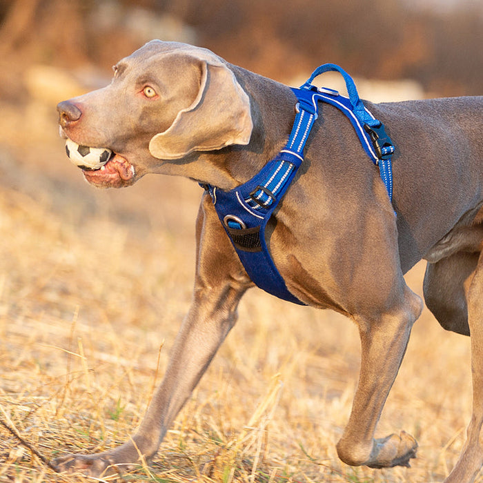 Large Pet Friendly No Pull Dog Harness Blue