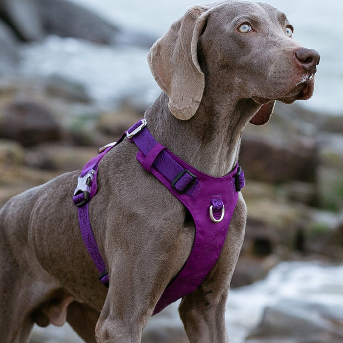 Large Weatherproof Lightweight Dog Harness Purple